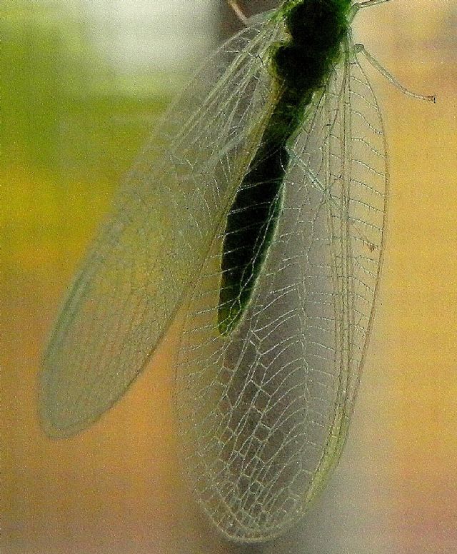 Chrysopidae: Chrysoperla sp.